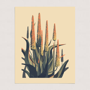 Chris Turnham - Aloe Study 1 | Art Print